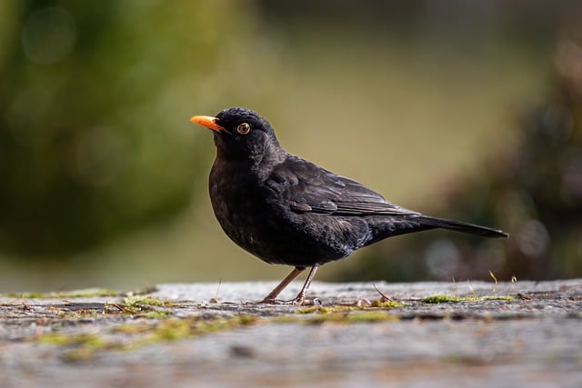 Amsel