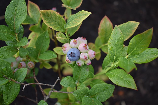 Blaubeere