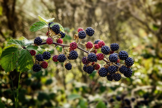 Brombeere