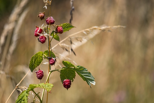 Himbeere
