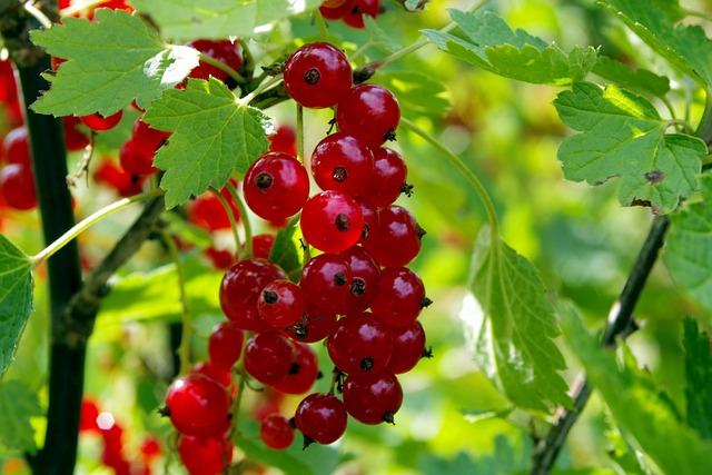 Rote Johannisbeere