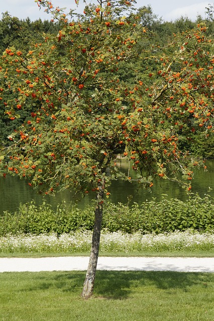 Vogelbeere